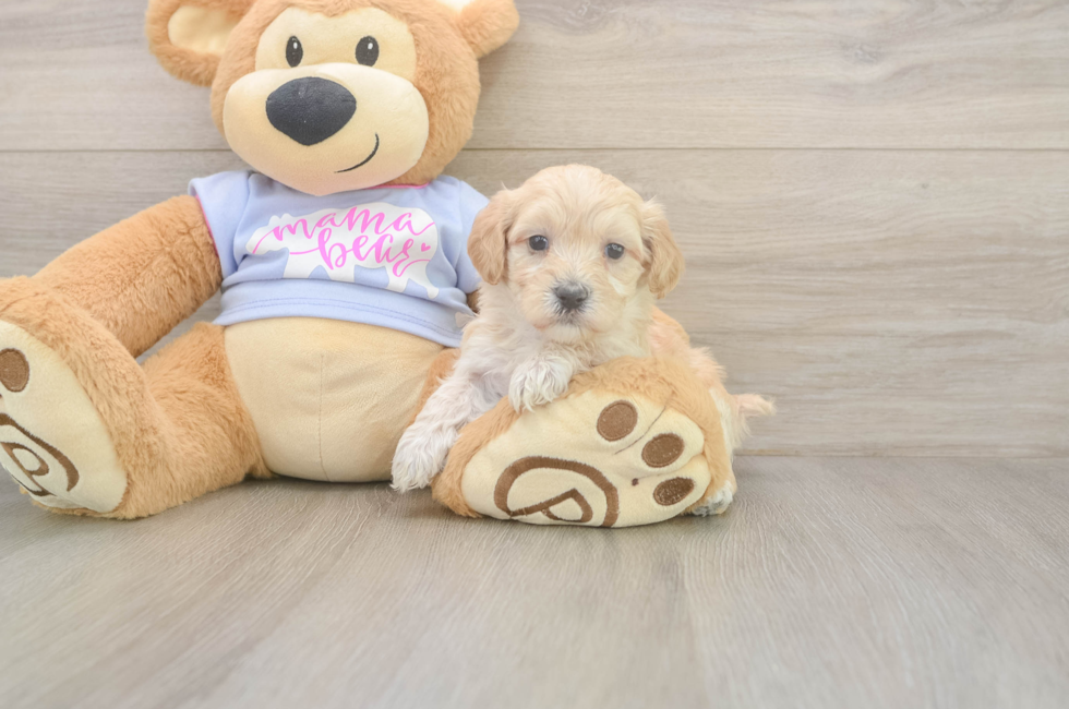 5 week old Maltipoo Puppy For Sale - Fairfield Furbabies
