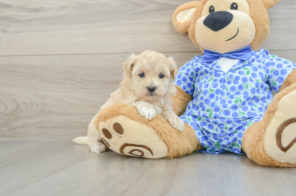 5 week old Maltipoo Puppy For Sale - Fairfield Furbabies