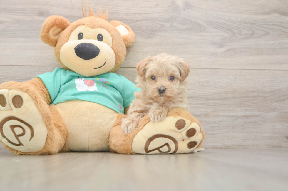 7 week old Maltipoo Puppy For Sale - Fairfield Furbabies