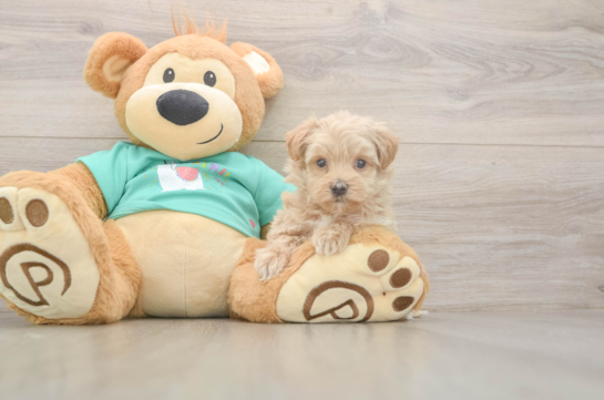 7 week old Maltipoo Puppy For Sale - Fairfield Furbabies Funny Maltipoo Poodle Mix Pup