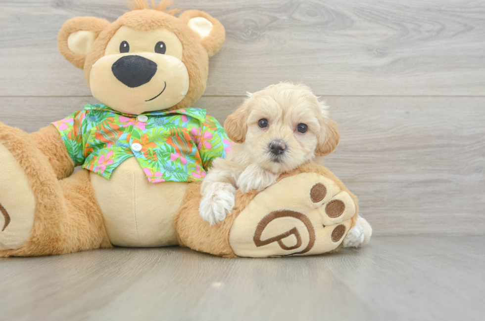 7 week old Maltipoo Puppy For Sale - Fairfield Furbabies
