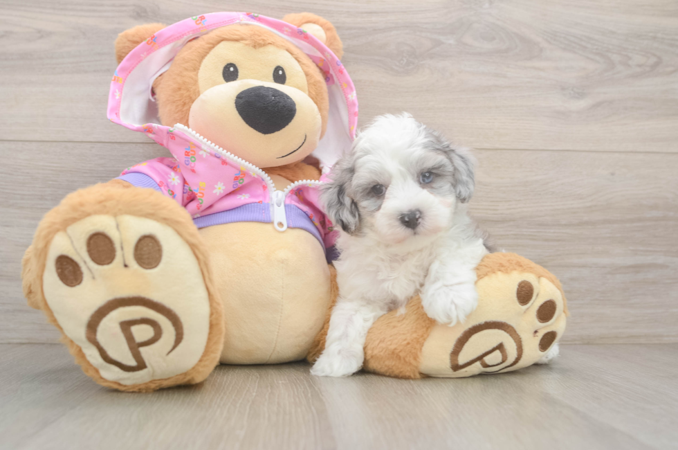 6 week old Maltipoo Puppy For Sale - Fairfield Furbabies