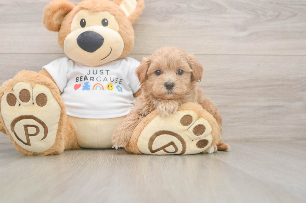 5 week old Maltipoo Puppy For Sale - Fairfield Furbabies