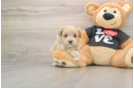 Best Maltipoo Baby