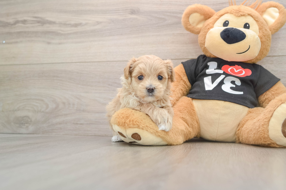 Best Maltipoo Baby