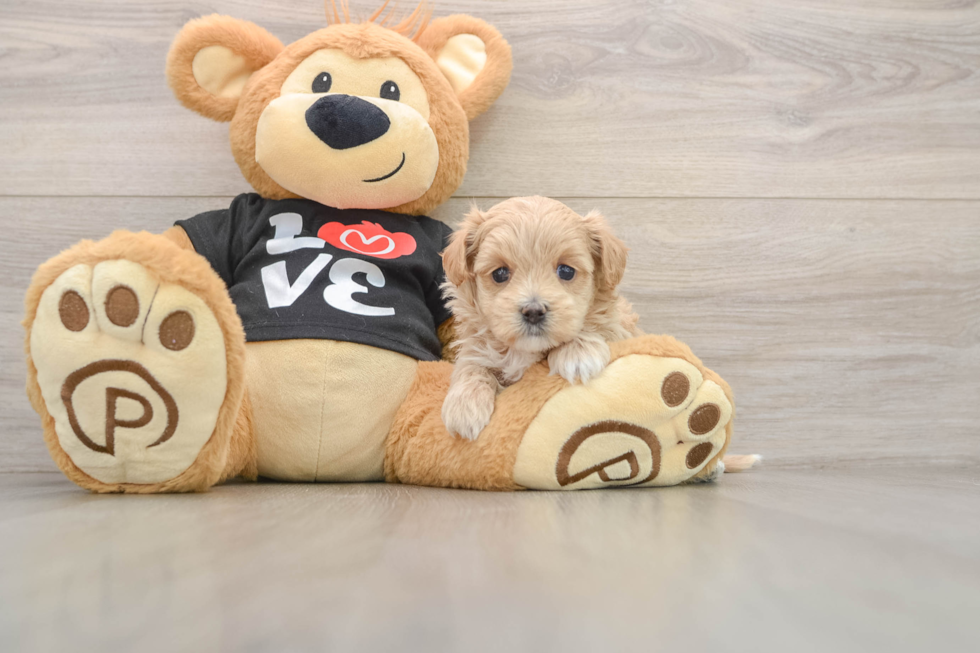 Best Maltipoo Baby