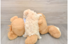 Smart Maltipoo Poodle Mix Pup