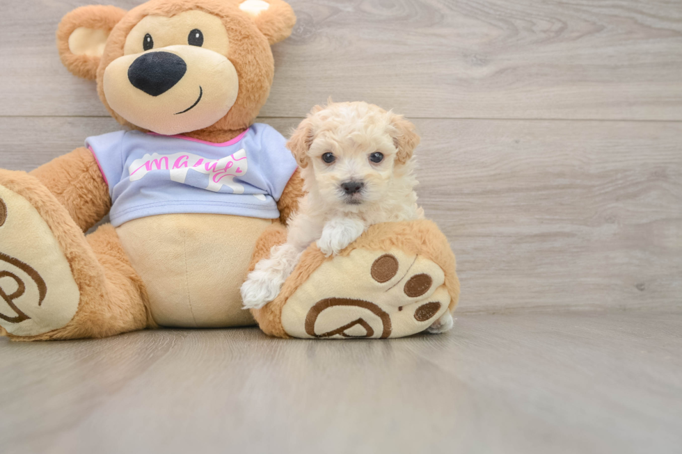 Maltipoo Pup Being Cute