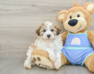 8 week old Maltipoo Puppy For Sale - Fairfield Furbabies