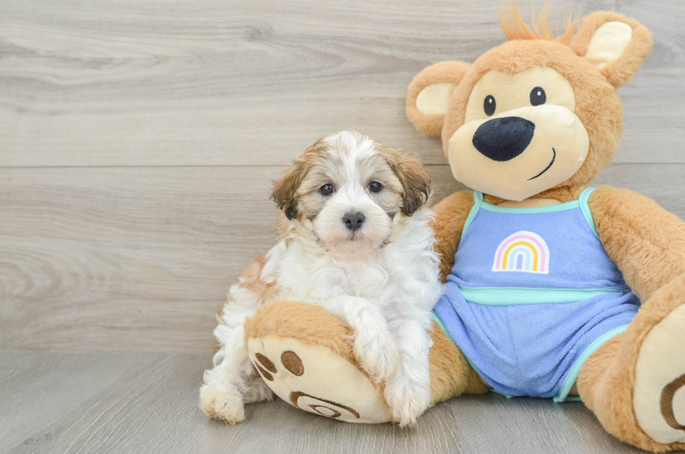 8 week old Maltipoo Puppy For Sale - Fairfield Furbabies