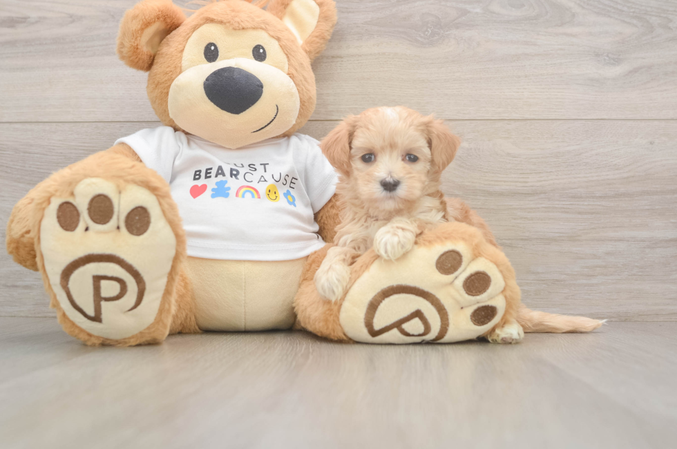 5 week old Maltipoo Puppy For Sale - Fairfield Furbabies