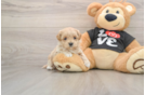 Maltipoo Puppy for Adoption