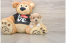 Best Maltipoo Baby