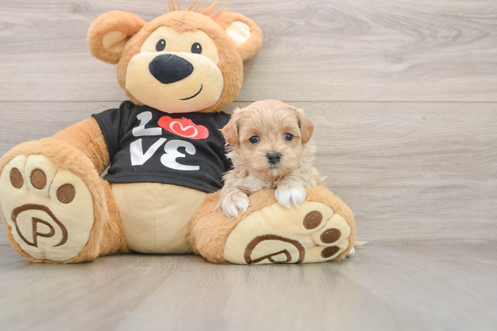 Best Maltipoo Baby