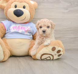 7 week old Maltipoo Puppy For Sale - Fairfield Furbabies