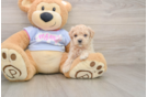Playful Malt Oodle Poodle Mix Puppy