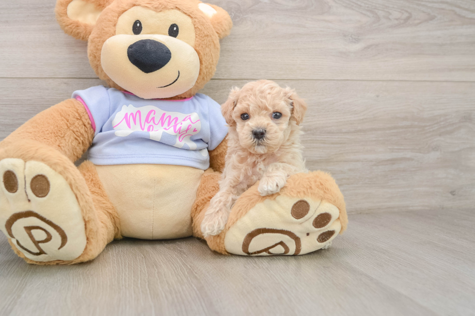 Playful Malt Oodle Poodle Mix Puppy