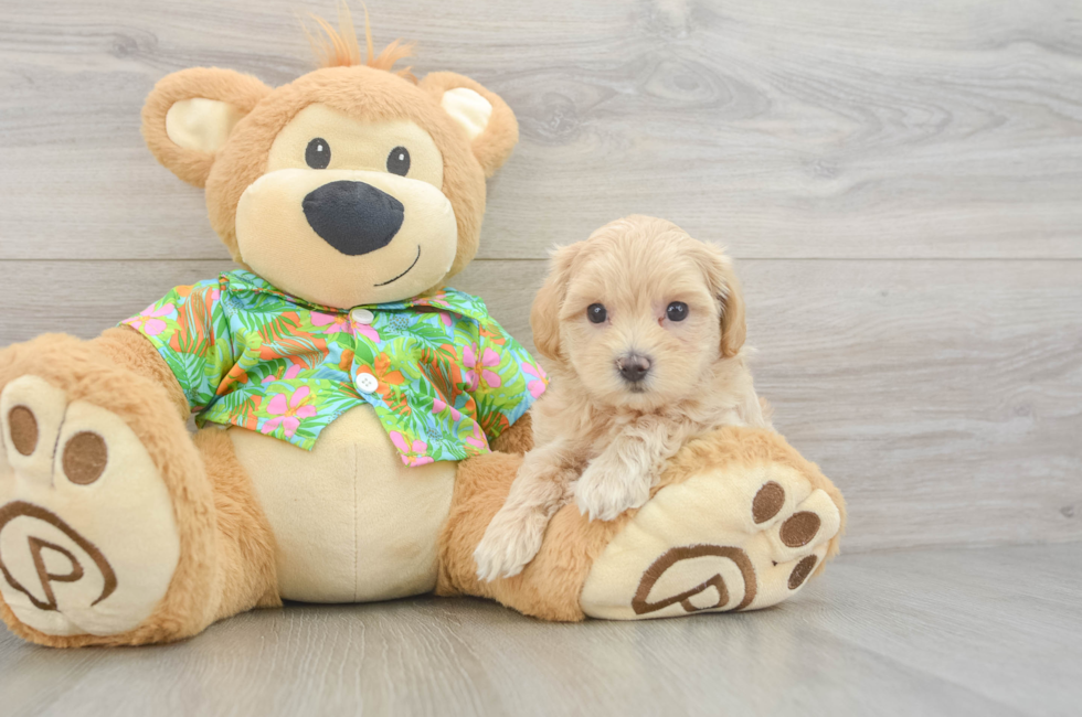 7 week old Maltipoo Puppy For Sale - Fairfield Furbabies
