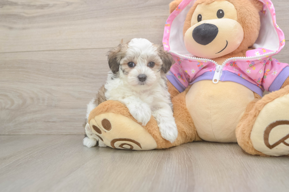 6 week old Maltipoo Puppy For Sale - Fairfield Furbabies