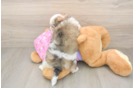 Friendly Maltipoo Baby