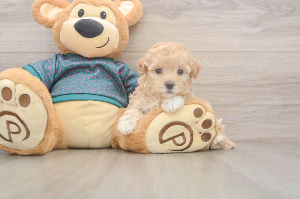8 week old Maltipoo Puppy For Sale - Fairfield Furbabies