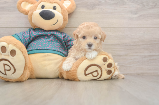 8 week old Maltipoo Puppy For Sale - Fairfield Furbabies Adorable Multipoo Poodle Mix Puppy