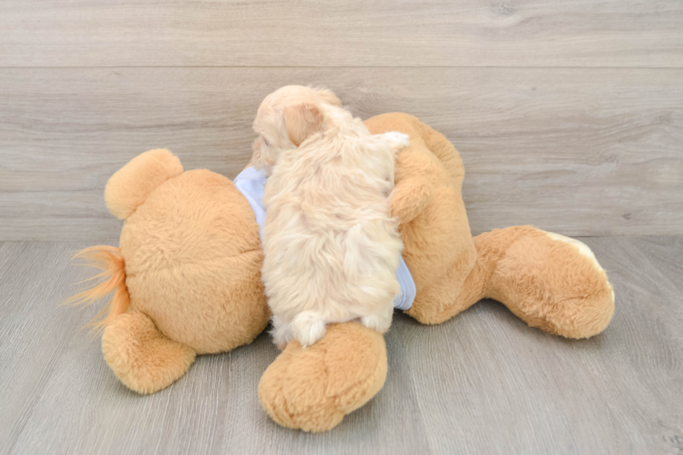 Maltipoo Pup Being Cute