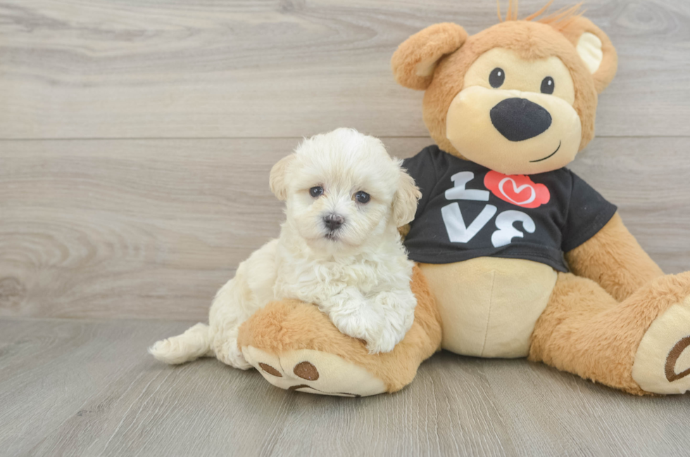6 week old Maltipoo Puppy For Sale - Fairfield Furbabies