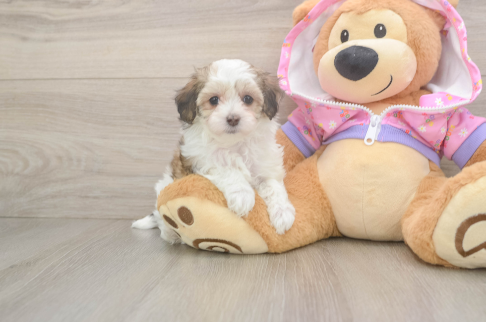 6 week old Maltipoo Puppy For Sale - Fairfield Furbabies