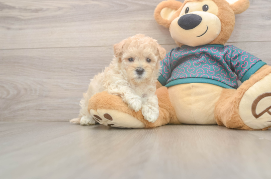 8 week old Maltipoo Puppy For Sale - Fairfield Furbabies Friendly Maltipoo Baby