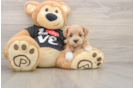 Best Maltipoo Baby