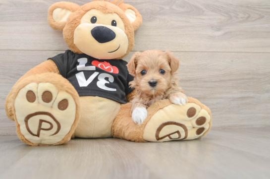 Best Maltipoo Baby