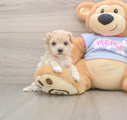 7 week old Maltipoo Puppy For Sale - Fairfield Furbabies