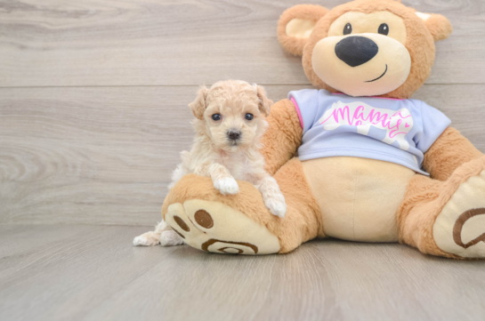 Maltipoo Puppy for Adoption