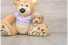 Sweet Maltipoo Baby