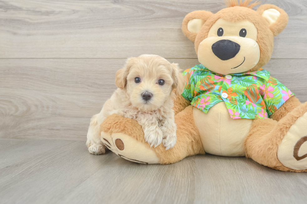7 week old Maltipoo Puppy For Sale - Fairfield Furbabies
