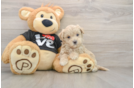 Fluffy Maltipoo Poodle Mix Pup