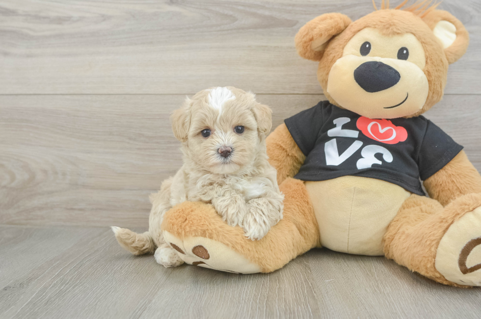 6 week old Maltipoo Puppy For Sale - Fairfield Furbabies