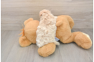Smart Maltipoo Poodle Mix Pup