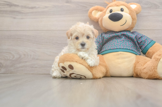 8 week old Maltipoo Puppy For Sale - Fairfield Furbabies Maltipoo Puppy for Adoption