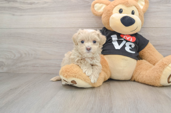 Playful Maltidoodle Poodle Mix Puppy