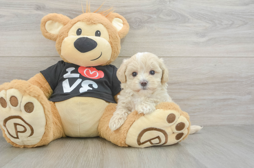 6 week old Maltipoo Puppy For Sale - Fairfield Furbabies