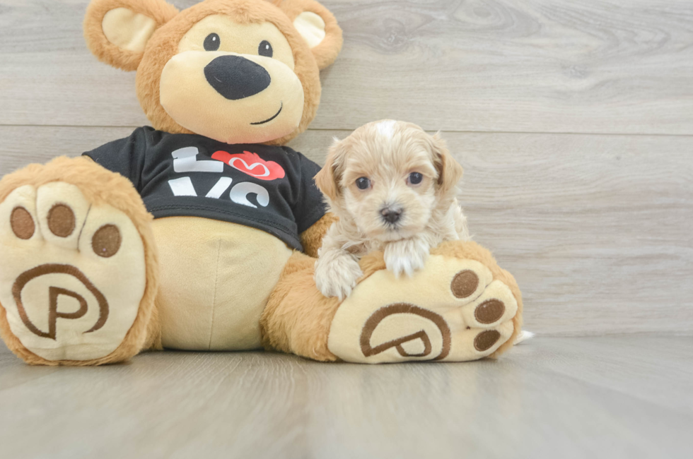 8 week old Maltipoo Puppy For Sale - Fairfield Furbabies