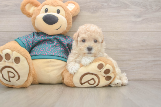 8 week old Maltipoo Puppy For Sale - Fairfield Furbabies Energetic Moodle Poodle Mix Puppy