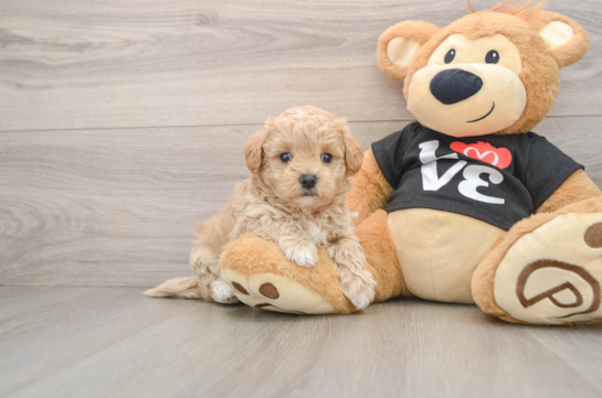 Maltipoo Pup Being Cute