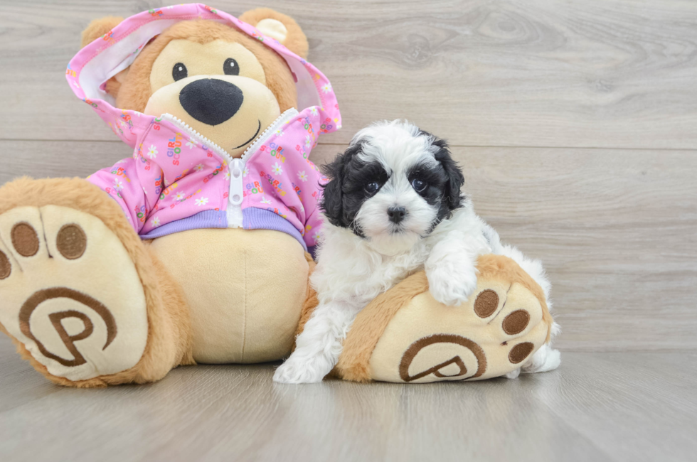 6 week old Maltipoo Puppy For Sale - Fairfield Furbabies