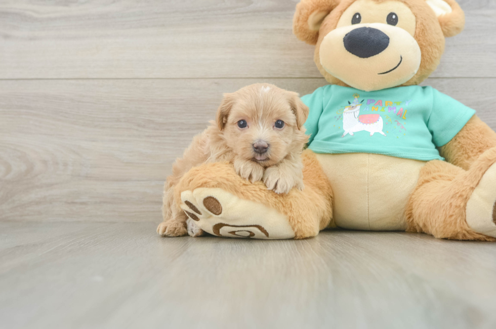 8 week old Maltipoo Puppy For Sale - Fairfield Furbabies