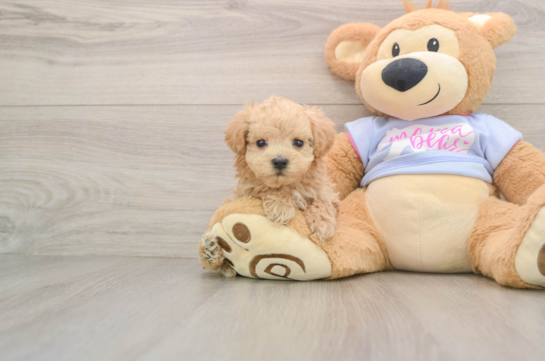 FLYNN, a Maltipoo littermate