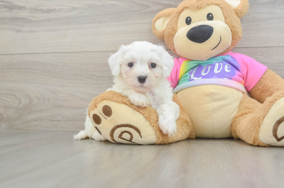 7 week old Maltipoo Puppy For Sale - Fairfield Furbabies