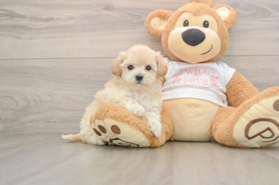 FOU FOU, a Maltipoo littermate